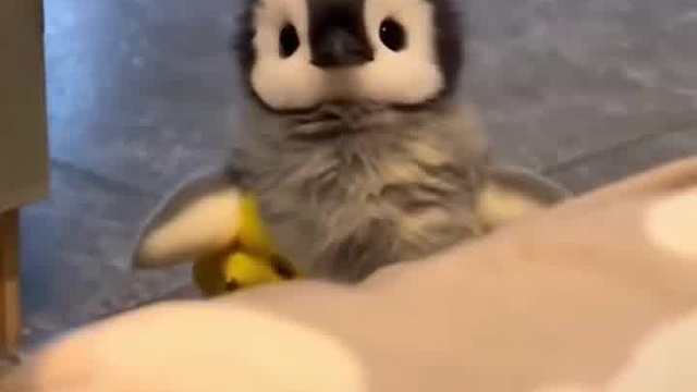 注意！软萌奶狗来袭，6秒硬控，谁能不爱？