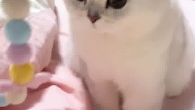 小猫咪软萌打滚，轻松硬控，这谁能扛得住？爱了！