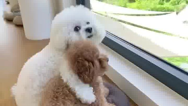 这只小奶狗太犯规，4秒萌控，你能扛住吗？