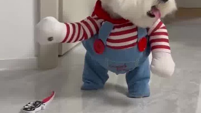 萌炸！软萌小奶狗，用无辜眼神，3秒偷走你的心