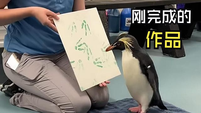 那些好玩的动物视频！