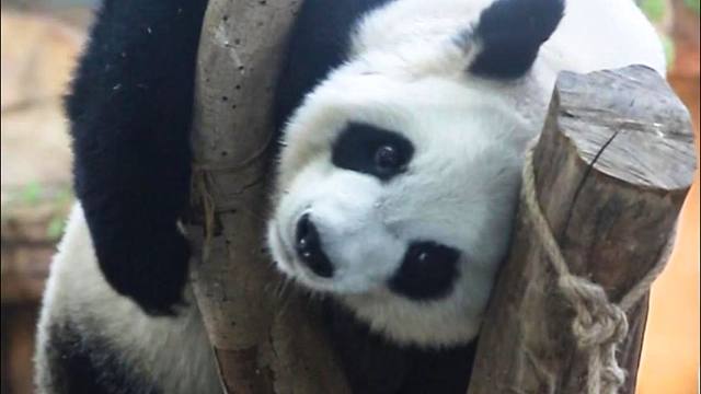 语大王的新挂机点~