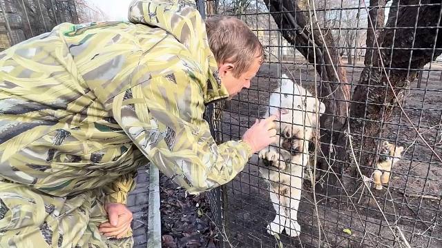 小白虎为了吸引爸爸注意，有的是力气和手段！