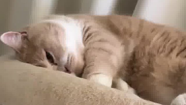 软萌小猫咪，凭一个眼神就硬控我，谁能不爱？