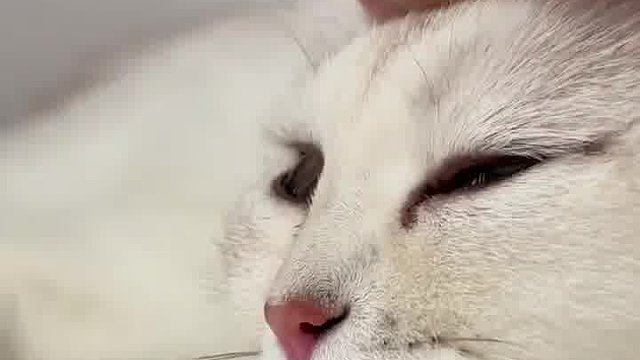 小猫咪软萌打滚，轻松硬控，这谁能扛得住？爱了！