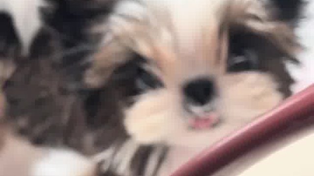 被软萌小奶狗萌翻！10秒直戳心底，爱了不？