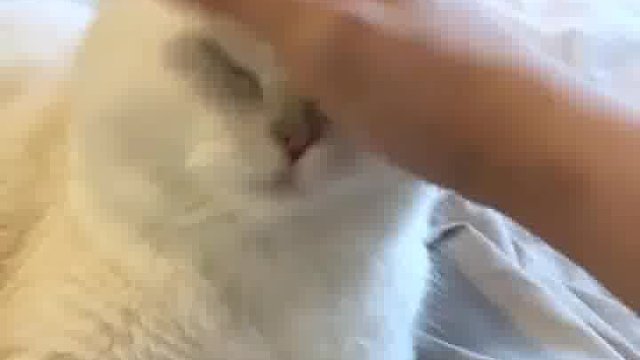 小猫咪软萌打滚，轻松硬控，这谁能扛得住？爱了！