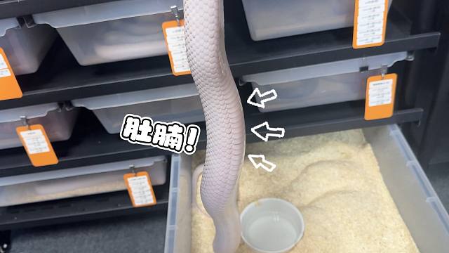 你！补！药！再！肥！下！去！了！呀！