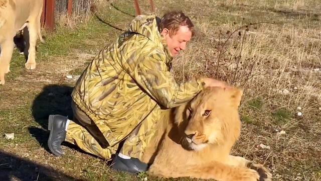 狮子回到草原，开心得像个几百斤的孩子！