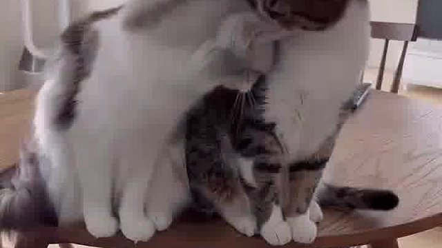 软萌小猫咪，凭一个眼神就硬控我，谁能不爱？