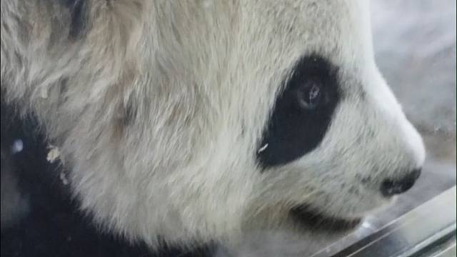 爱贴贴的两个小熊友~