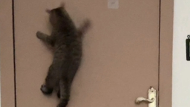 本来我和小猫在拍照，结果有个壁虎一直在转移我们的注意力