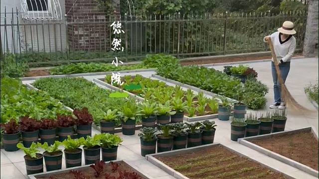 每天打理小菜园，不仅为了吃上健康菜，更为了享受田园时光