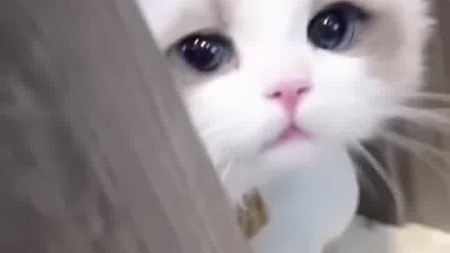 瞧这小猫咪，撒娇蹭蹭，瞬间硬控，怎能不爱？