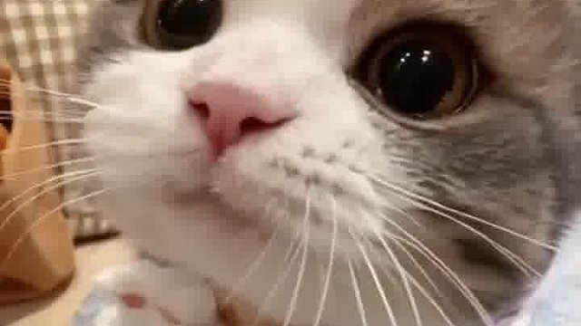 瞧这小猫咪，撒娇蹭蹭，瞬间硬控，怎能不爱？