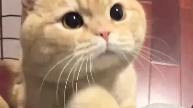 软萌小猫咪，凭一个眼神就硬控我，谁能不爱？