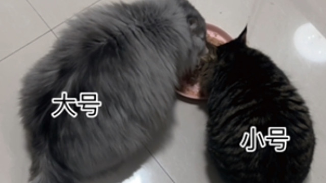 小猫怎么那么好吃呀