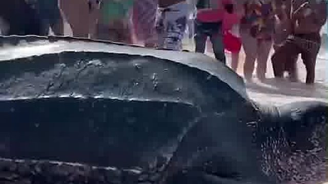 世界最大的龟中之王棱皮龟，刷到的都长命百岁-.-