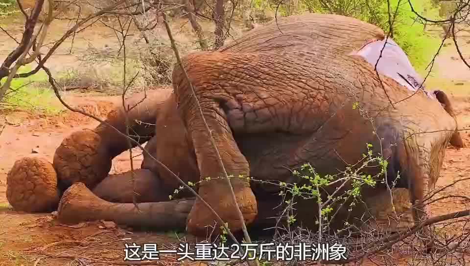 德爷VS荒野姐妹花