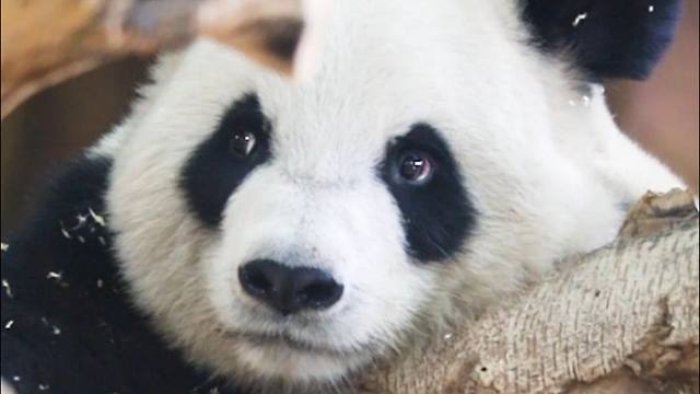 我家龙凤胎宝宝长这样能当童模吗，求评价不玻璃心