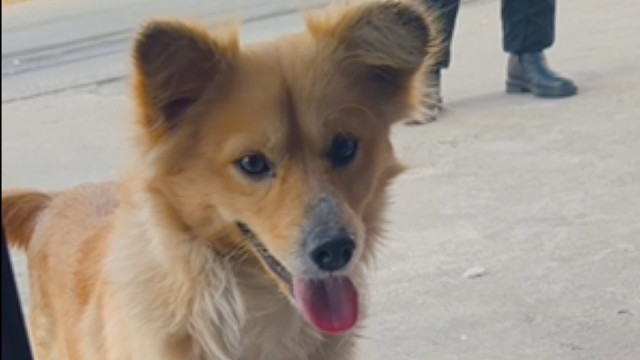 捡到小七和豆包我真是捡到宝了，小猫小狗使我快乐