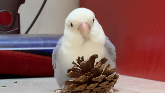 救命…这也太毛绒了吧…