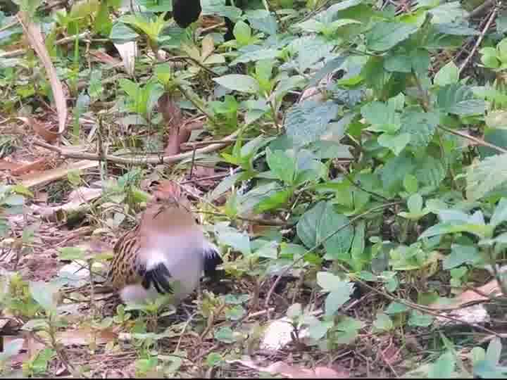 这鸟早晚长出手来