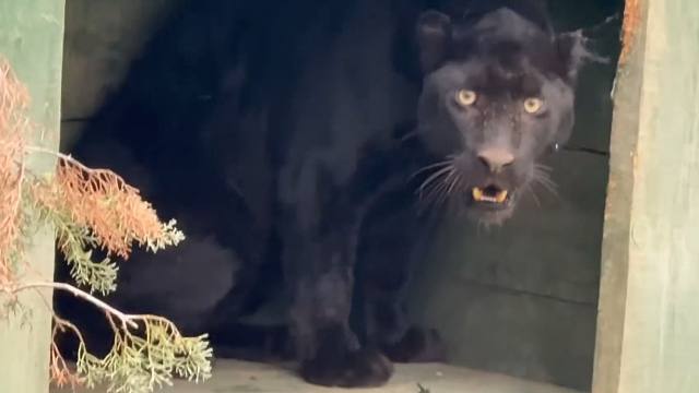 黑豹：给我干哪儿来了？