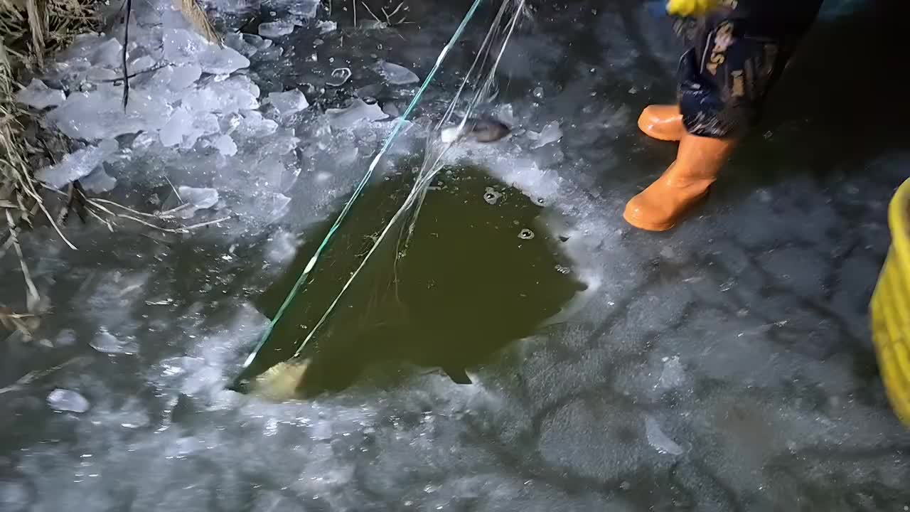 冰窟捕鱼收网，看看一个洞能钓多少条鱼！