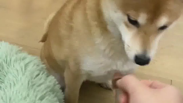 来试试你家狗子有没有骨气