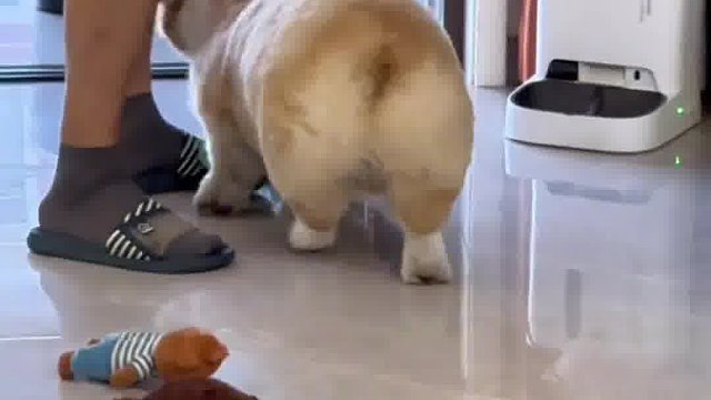 公子哥玩个玩具就像摆地摊似的