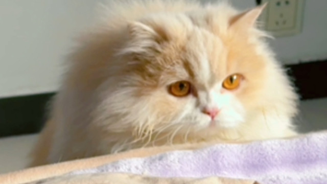 俗话说什么来着，上炕都费劲