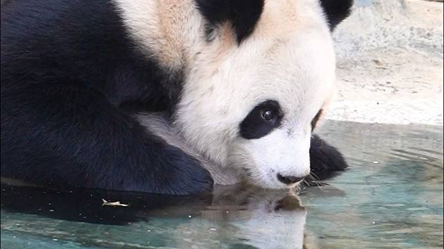 喝水也不想弄湿爪爪的猫猫