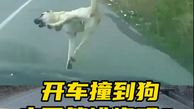 开车撞到动物可以直接离开吗#汽车知识分享