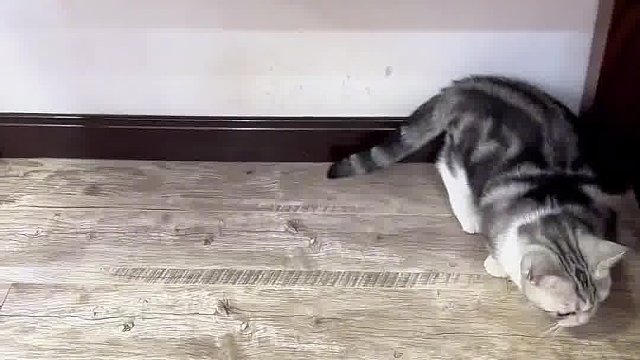 阿发真是一个懂事的猫咪