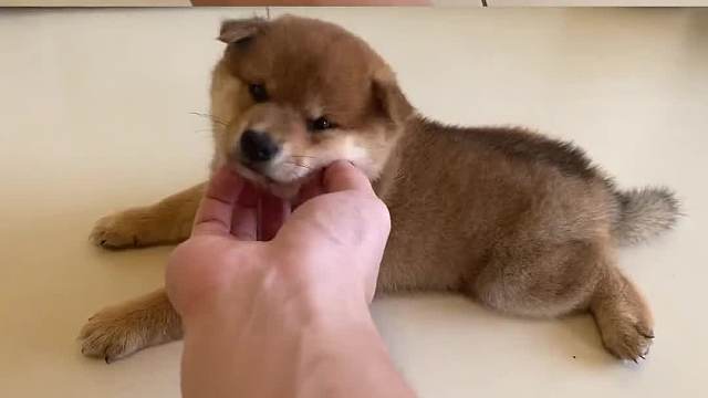 如何挑选一只性格合适的狗