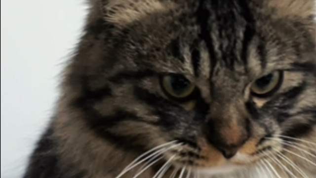 看着成熟的小猫