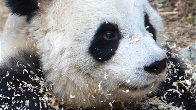 还没过年呢，猫猫就做起了汤圆~