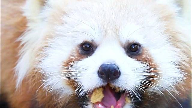 看小雪吃饭的架势，应该戴个宝宝围兜~