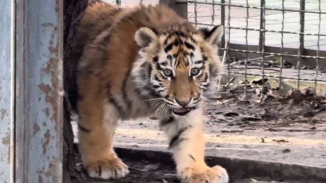 小老虎：偶遇俄罗斯园长，拼尽全力无法战胜