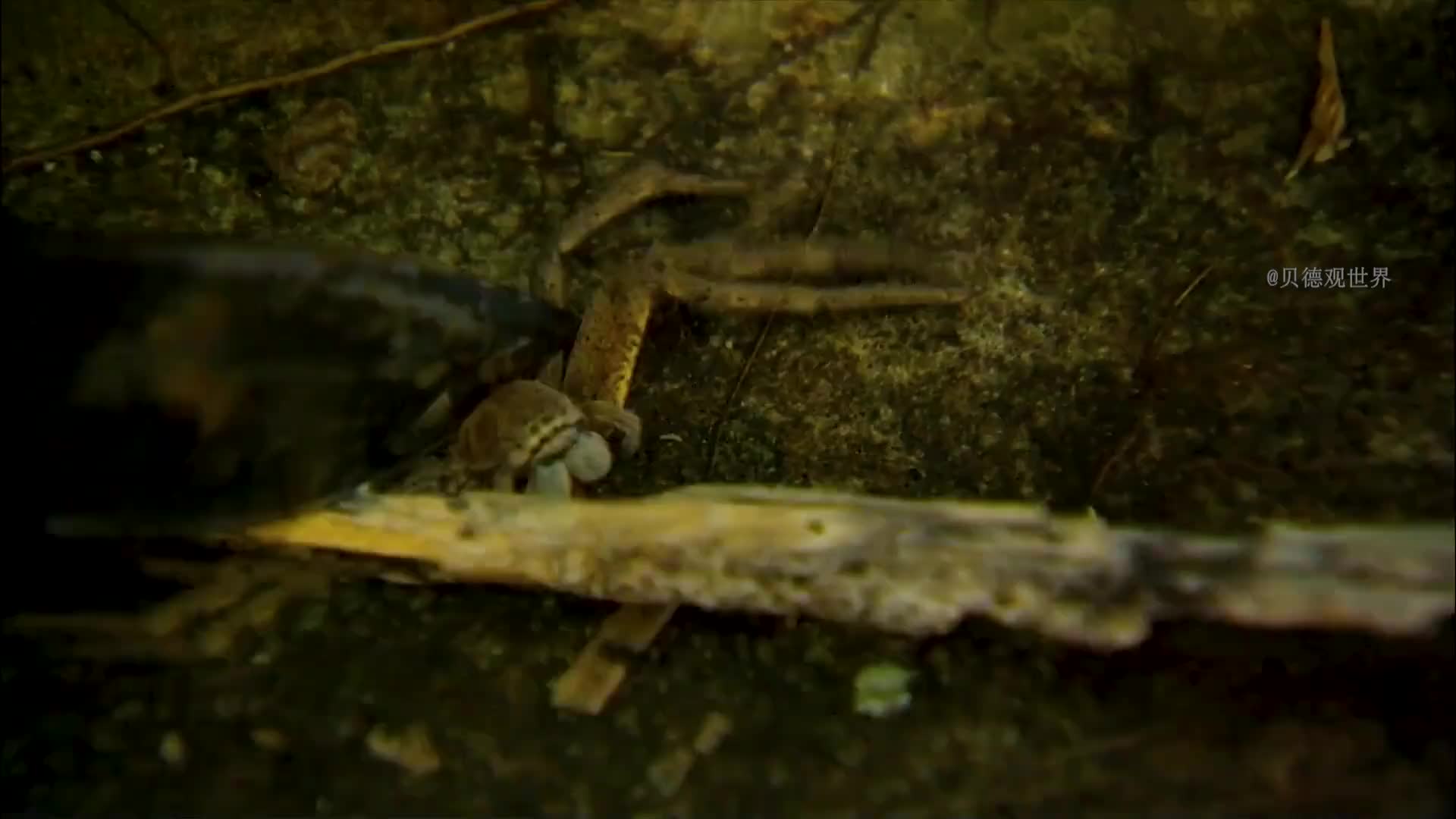 贝爷阿纳姆地荒野求生，手撕辣条，与鳄鱼斗智斗勇