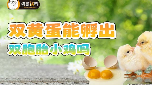 双黄蛋能孵出双胞胎小鸡吗？
