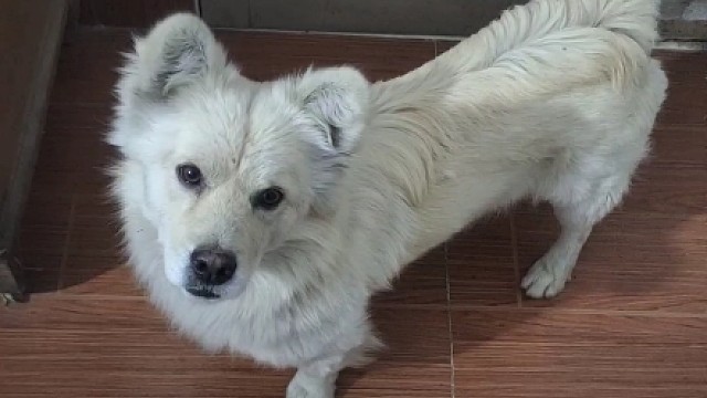 怎么感觉小白已经被水枪收买了