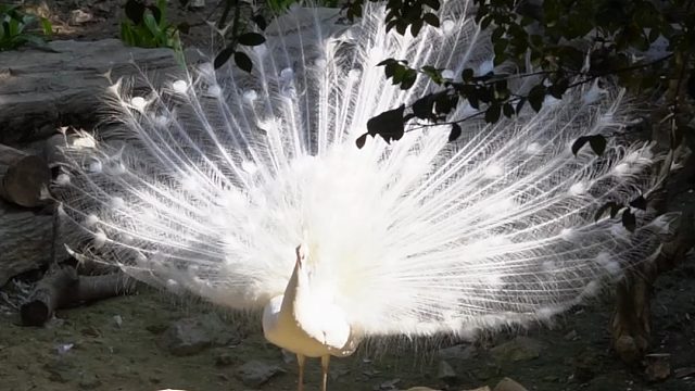 听说新年看孔雀开屏，会带来好运噢