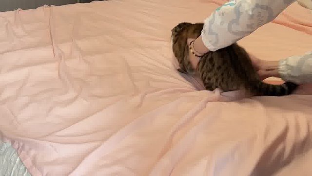 每次铺被子的时候我家猫都来捣乱