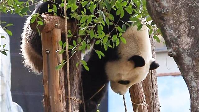 过年新节目，愿仔给各位ee亮一手