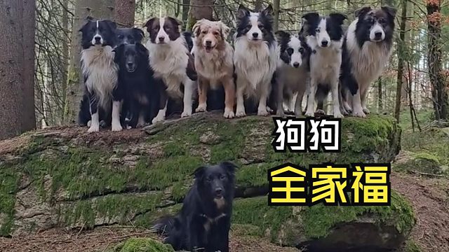 那些轻松的动物视频！