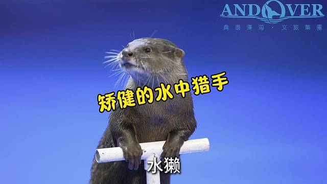 《矫健的水中猎手》