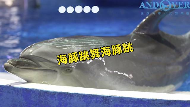 《海豚跳舞海豚跳》