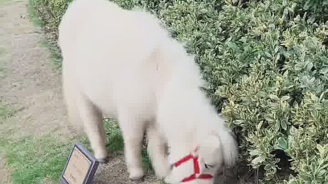 想把我朋友卖了买一只